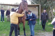 La Commissione veterinaria ha effettuato le visite ai 120 cavalli che parteciperanno alla Sartiglia 2013