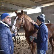 visite veterinarie 2017