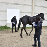 visite veterinarie 2017