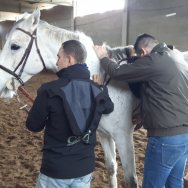 visite veterinarie 2017