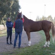 Visite veterinarie 2016