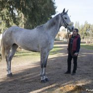 Visite veterinarie 2016