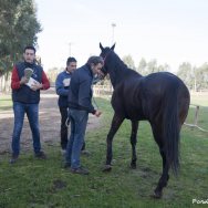 Visite veterinarie 2016