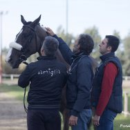 Visite veterinarie 2016