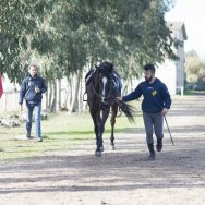 Visite veterinarie 2016