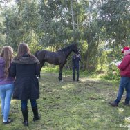 Visite veterinarie 2016